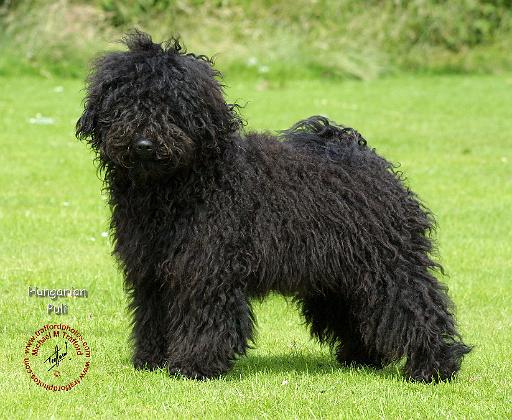 Hungarian Puli 9R070D-086.JPG